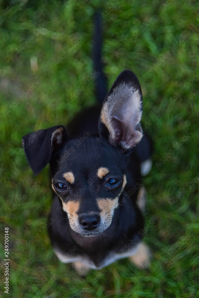 Small young chihuahua by name Ginger in order Sit! One year up and second down. Smile funny dog