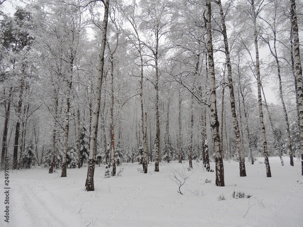 Fototapeta premium tree