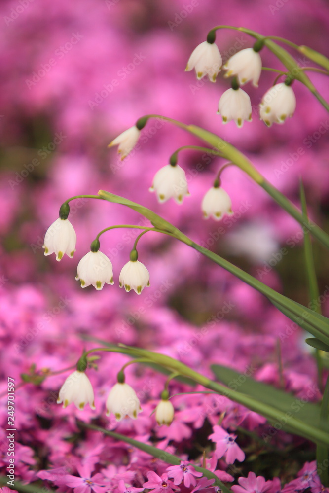 可愛らしい提灯のような花たち Stock Photo Adobe Stock 可愛らしい提灯のような花たち Stock Photo Adobe Stock