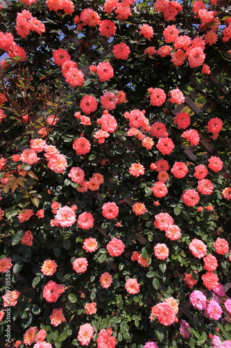 ピンクの薔薇の壁 © wassei