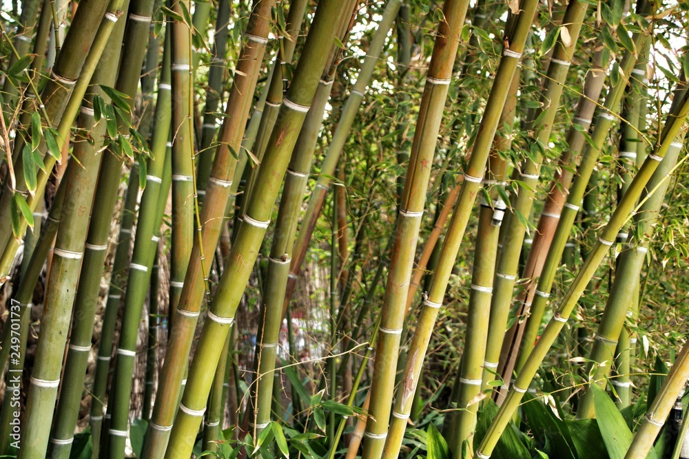 Fototapeta premium Bambusoideae Green bamboo trunks