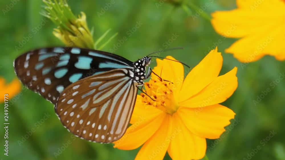 Closeup, Butterfly and flower in Nature background.
