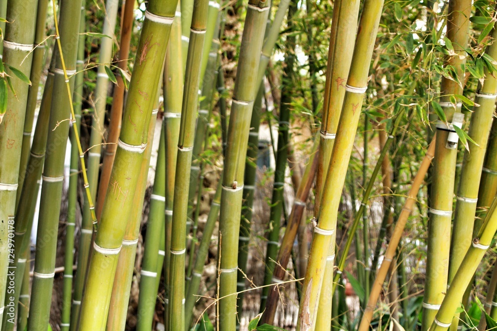 Bambusoideae Green bamboo trunks