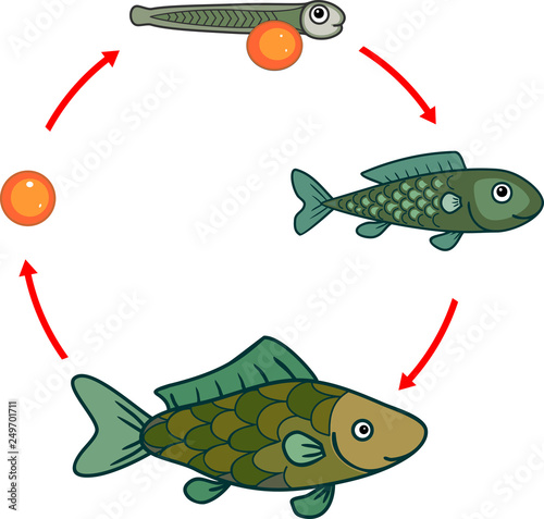 Life cycle of fish. Sequence of stages of development of fish from egg (roe) to adult animal