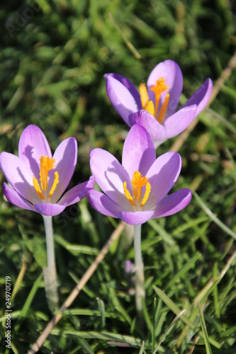 Purple and white crocus flowers just came out of the bulb on the end of the winter in 2019 in Bergschenhoek, the Netherlands