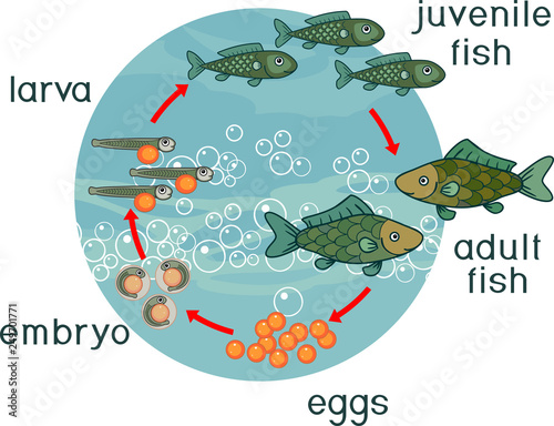 Life cycle of fish. Sequence of stages of development of fish from egg (roe) to adult animal
