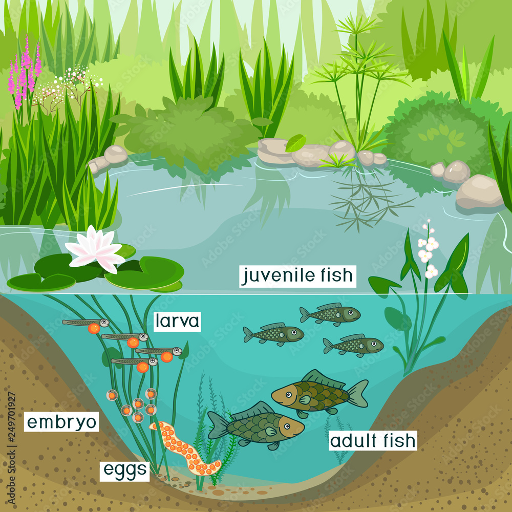 Pond ecosystem and life cycle of fish. Sequence of stages of development of  fish from egg (roe) to adult animal Stock Vector