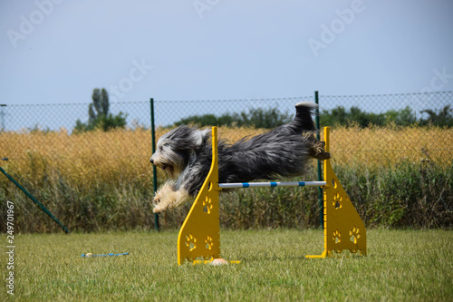 Dog, bearded kolie in agility. Amazing evening, Hurdle having private agility training for a sports competition photo