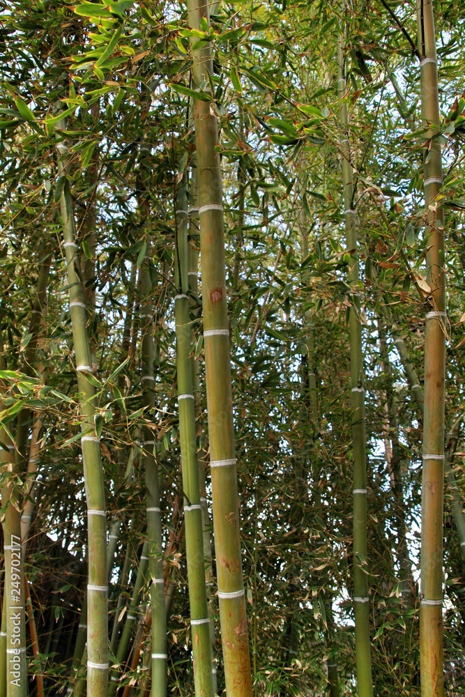 Fototapeta premium Bambusoideae Green bamboo trunks