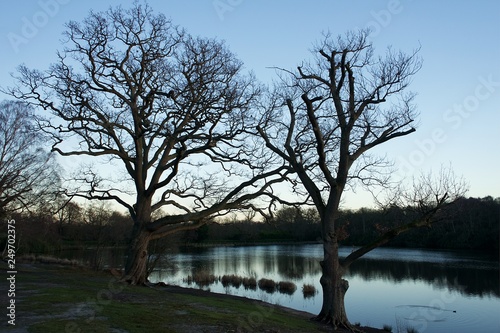 Trees by a lake © Illias