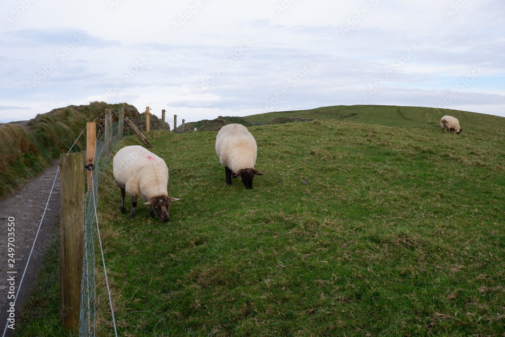 Fototapeta premium Sheep on a Hill