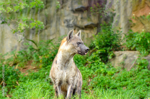 Spotted hyaena  Crocuta crocuta .