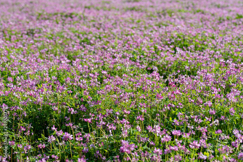 Field of chinese milk vetch, Astragalus sinicus, blooming at spring rice field