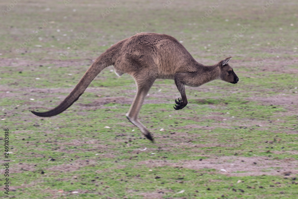 Australian Kangaroo while jumping close up portrait Australian Kangaroo while jumping close up portrait
