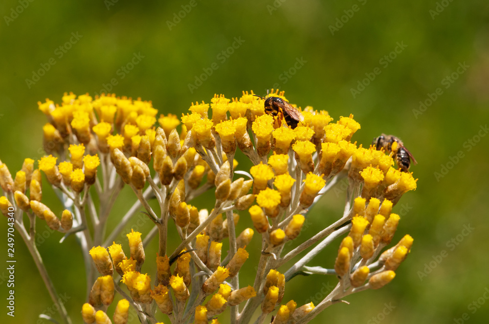 Immortelle yellow blossom flower Immortelle yellow blossom flower