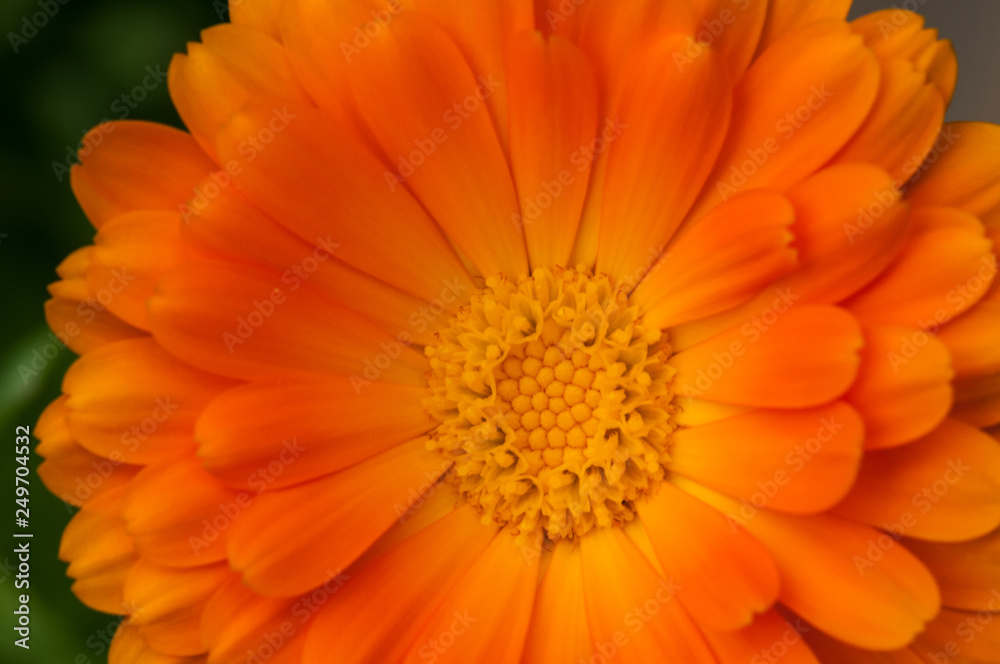calendula officinalis orange flower blossom - obrazy, fototapety, plakaty 