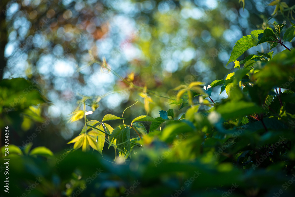 Wild grapes leaves living fance lit by warm sun. Spring nature Selective focus macro shot with shallow DOF Wild grapes leaves living fance lit by warm sun. Spring nature Selective focus macro shot with shallow DOF