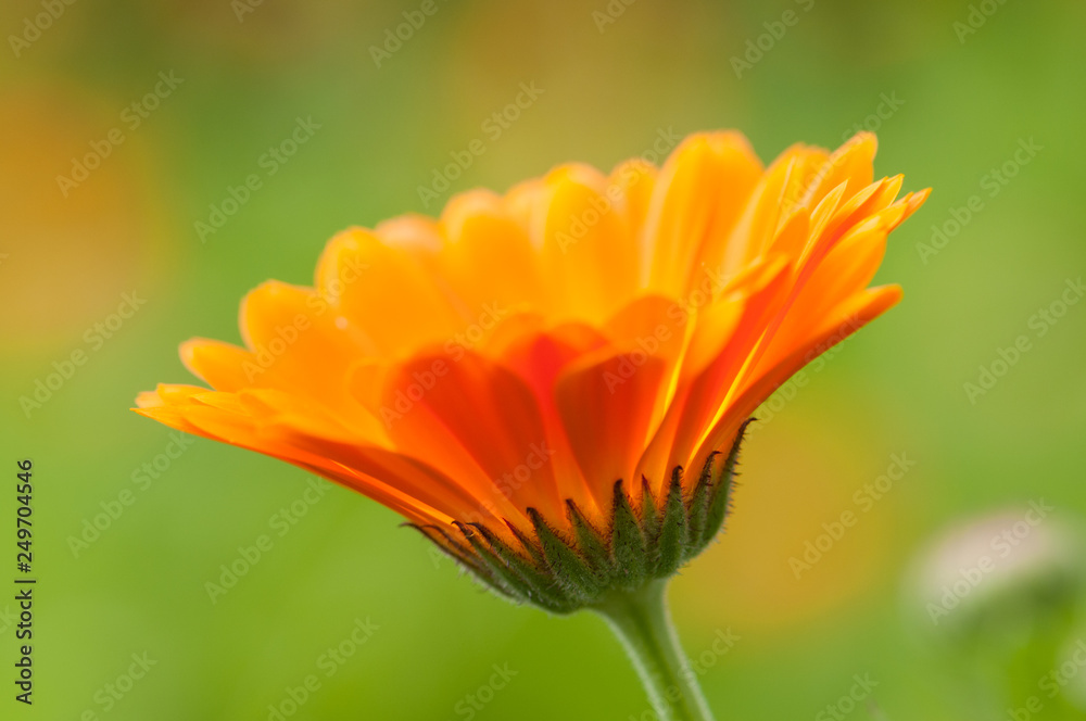 calendula officinalis orange flower blossom calendula officinalis orange flower blossom