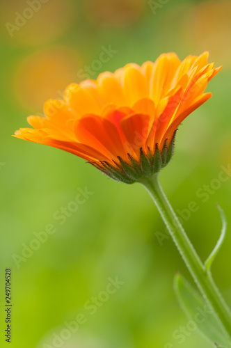 calendula officinalis orange flower blossom