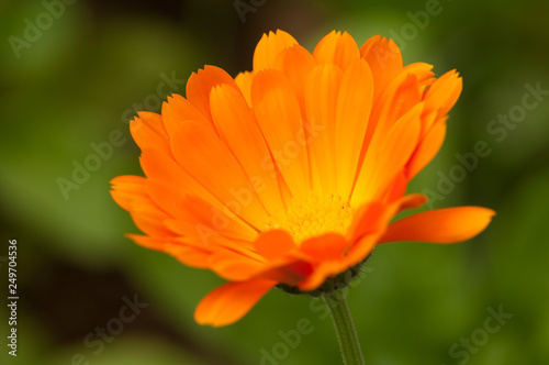 calendula officinalis orange flower blossom