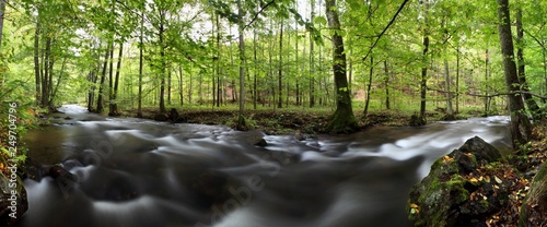 Foggy autumn or summer landscape. Misty foggy morning with river in a valley of Bohemian Switzerland park. Detail of forest, landscape of Czech Republic, beautiful national park concept photo