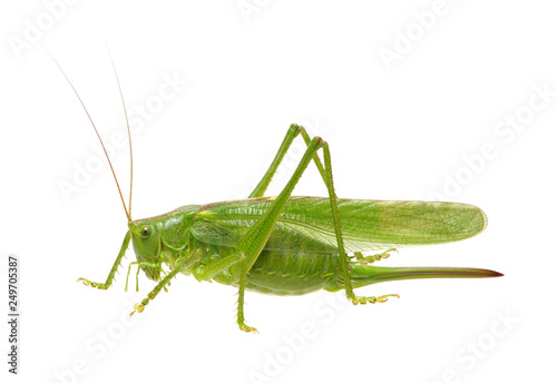 Green locust isolated on white
