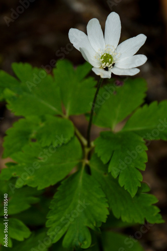 Samara, region, Zhiguli, mountains, mountain, Strelnaya, nature, walk, observation, spring, primrose, endemic, plant, white, flower, windmill, beauty