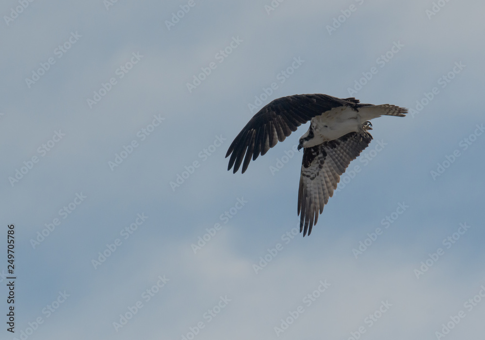 Obraz premium Osprey after a take off flying looking for fish