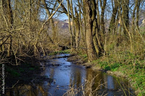 Spring river in the forest