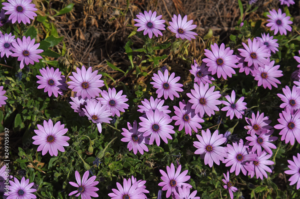 purple flowers purple flowers