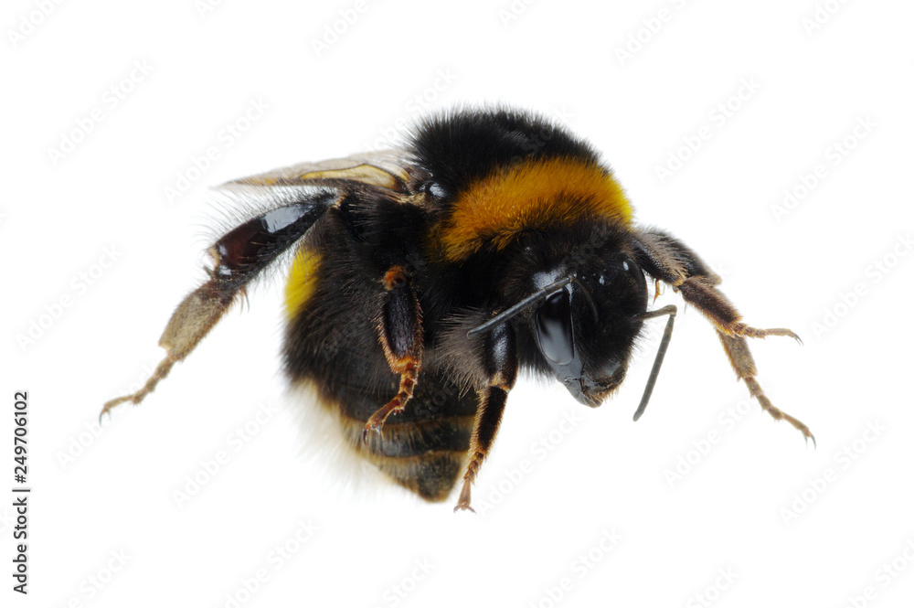bumblebee isolated on the white bumblebee isolated on the white