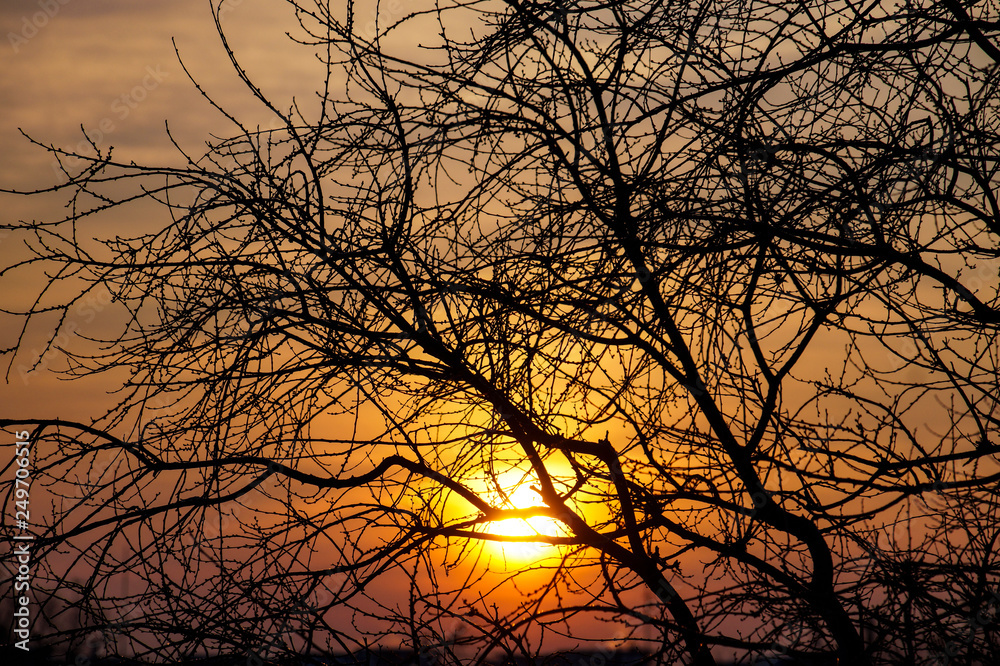 nature, tree, branches, morning, sun, sunrise, beauty, sky nature, tree, branches, morning, sun, sunrise, beauty, sky