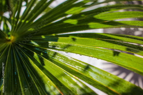 gros plan sur les palmes d'un palmier trachycarpus fortunei après l'arrosage ou la pluie photo