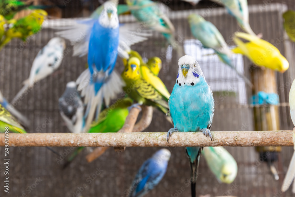 Obraz premium Group of Budgerigar