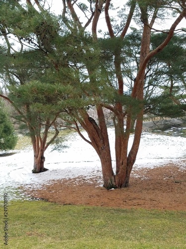 Fototapeta Naklejka Na Ścianę i Meble -  trees in the park in winter