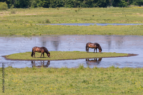 Exmoor-Pony © Peter Hansen