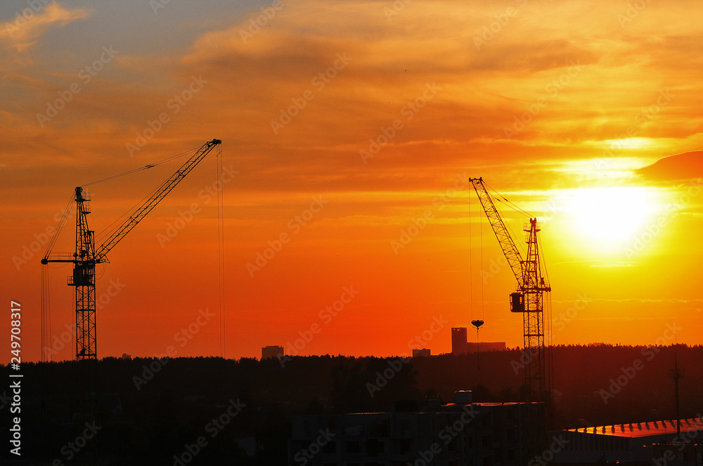 cranes at sunset