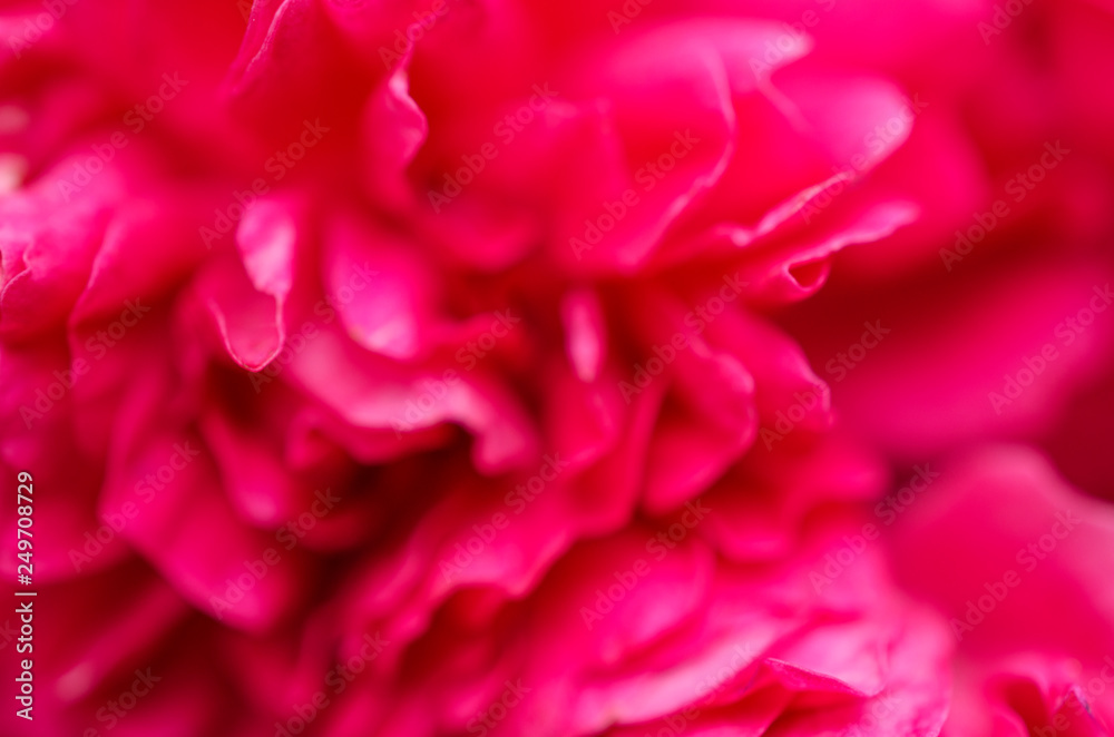 blooming bright pink wild rose