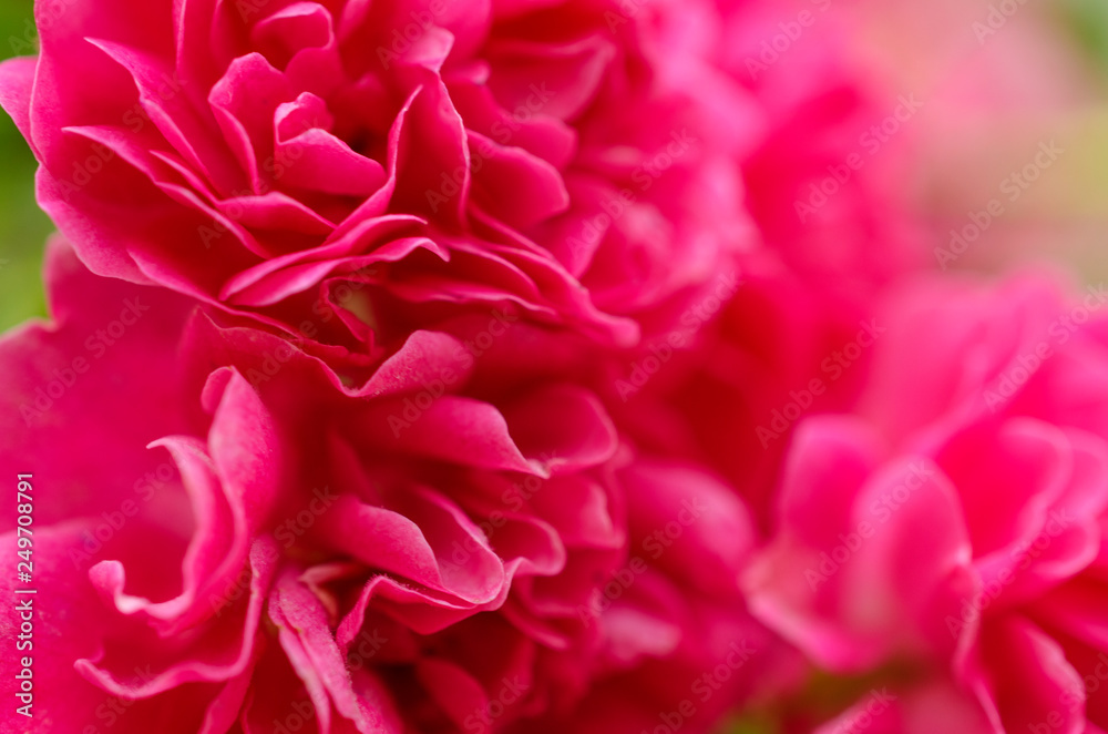 blooming bright pink wild rose blooming bright pink wild rose