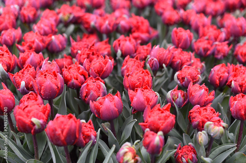 Colorful tulips in spring