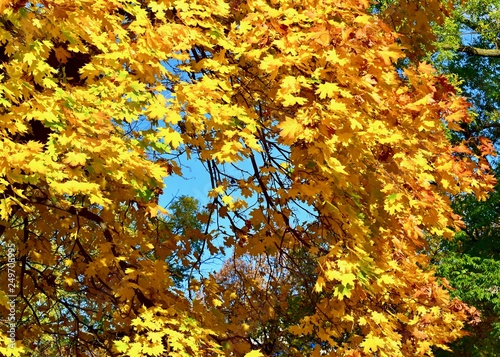 Background texture of yellow leaves autumn leaf background