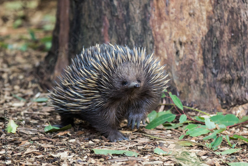 Wild short-beaked echidna, Tachyglossus aculeatus, walking in the eucalyptus forest. Australia.