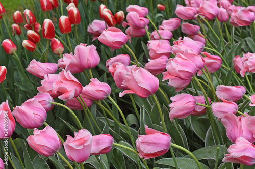 Colorful tulips in spring © BENEJAM
