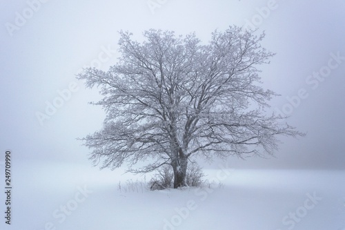 Winter snow forest. Snow lies on the branches of trees. Frosty snowy weather. Beautiful winter forest landscape fantasy forest with snow falling in winter Winter foggy beech forest scene. Christmas