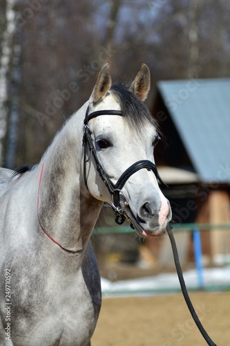 Beautiful young arabian stallion