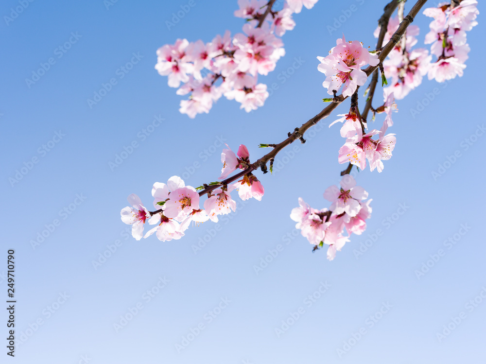 Japanische Kirschblüten in voller Blüte im Frühling