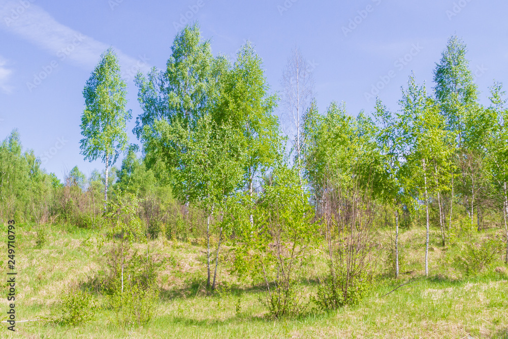 Obraz premium Young slim white birch trees turned green in the spring in the woods