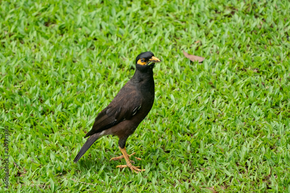 Common myna on the grass Common myna on the grass