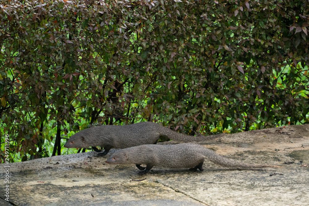 common grey mongoose from Sri Lanka common grey mongoose from Sri Lanka