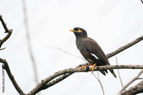 Common myna on a branch